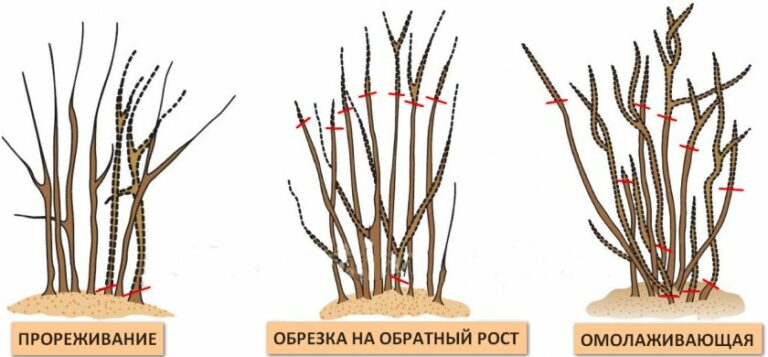 Обрезка вейгелы осенью для начинающих в картинках пошагово