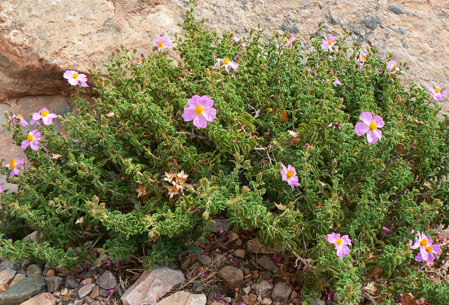 Ладанник Cistus