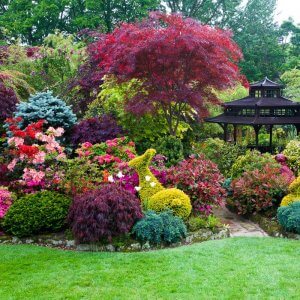 Цветущие кустарники-многолетники зимостойкие для Подмосковья