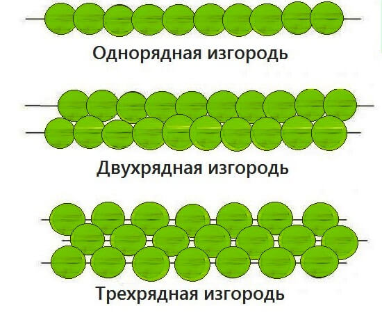 Двухрядная живая изгородь схема посадки